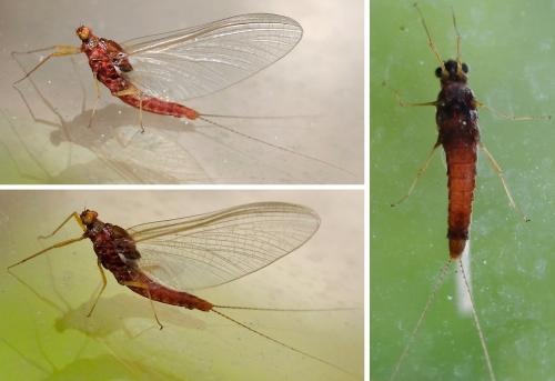 Serratella ignita